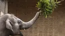Seekor gajah melempar pohon Natal di Kebun Binatang Berlin, Jerman, pada Rabu (29/12/2021). Banyak pohon Natal yang tersisa setelah perayaan berakhir sebagai makanan berbagai hewan di kebun binatang Berlin. (Odd ANDERSEN / AFP)