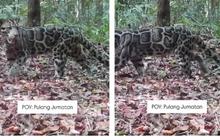 Penemuan Spesies Macan Dahan di Taman Nasional Tanjung Puting, Jadi Predator Terbesar