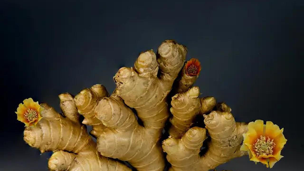 7 Tanaman Obat yang Mudah Ditanam di Halaman Rumah dengan Lahan Kering dan Terbatas