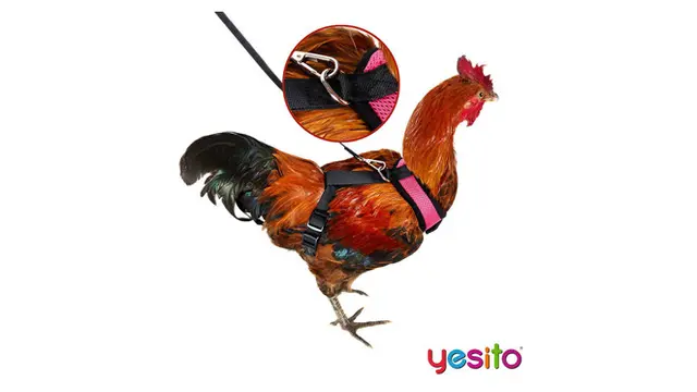 Perusahaan Ini Jual Barang Nyeleneh Untuk Ayam Alasannya Bikin Tepuk Jidat