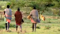 Sekelompok pria dari suku Maasai di Kenya nekat mencuri daging hewan mangsa singa yang sedang dinikmati oleh kerumunan singa. 