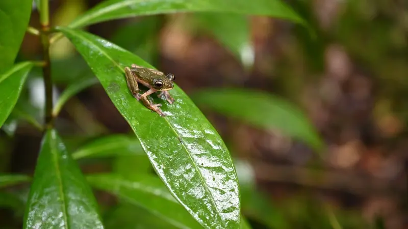 Jenis katak terbang-sulawesi (Rhacophorus edentulus) yang ditemukan di hutan Rongkong_(Foto:BBKSDA Sulsel & FFI)
