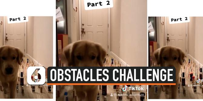 VIDEO: Lucu, Tingkah Kucing dan Anjing Lakukan Obstacles Challenge