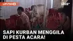 Walah! Sapi Kurban Amuk Pesta Acara di Kalideres