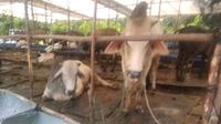 Sebanyak 15 sapi di Batam, Kepulauan Riau, terkonfirmasi positif Penyakit Mulut dan Kuku (PMK) dari hasil uji laboratorium sampel sapi di Bukittinggi, Sumbar. (Liputan6.com/ Ajang Nurdin)