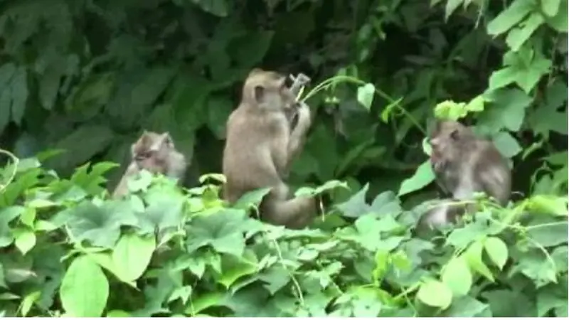 Monyet Turun Gunung di Purwakarta