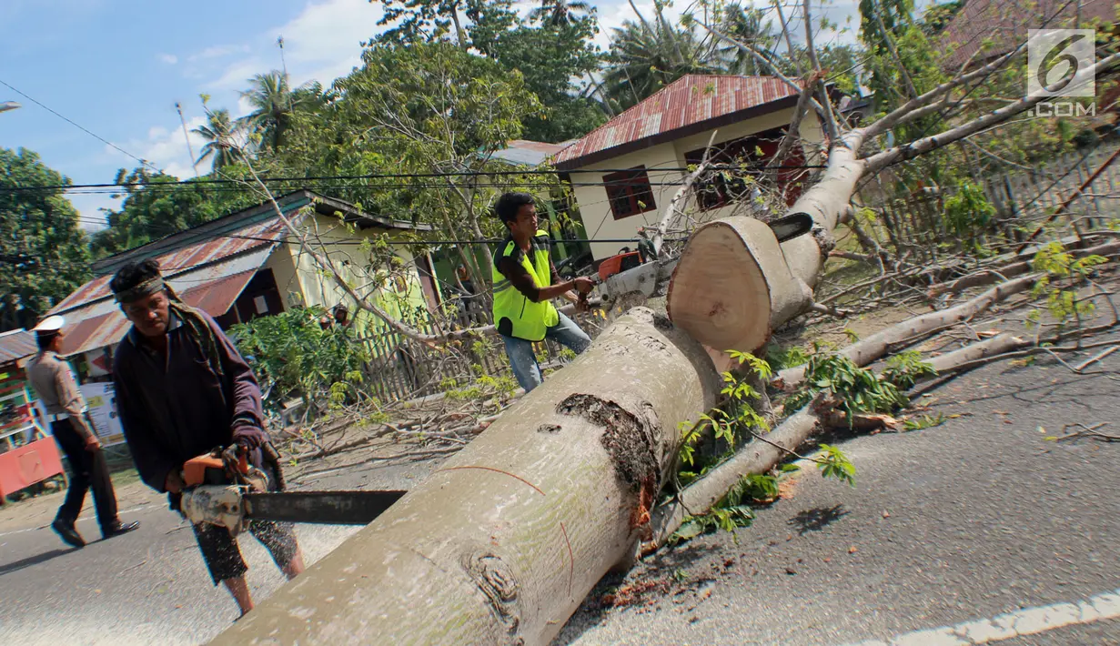 Warga memotong pohon berumur puluhan tahun yang tumbang di Jalan Trans Sulawesi, Limboto, Gorontalo, Senin, (21/1). Kemacetan akibat kejadian tersebut pun  tak terhindarkan. (Liputan6.com/Arfandi Ibrahim)