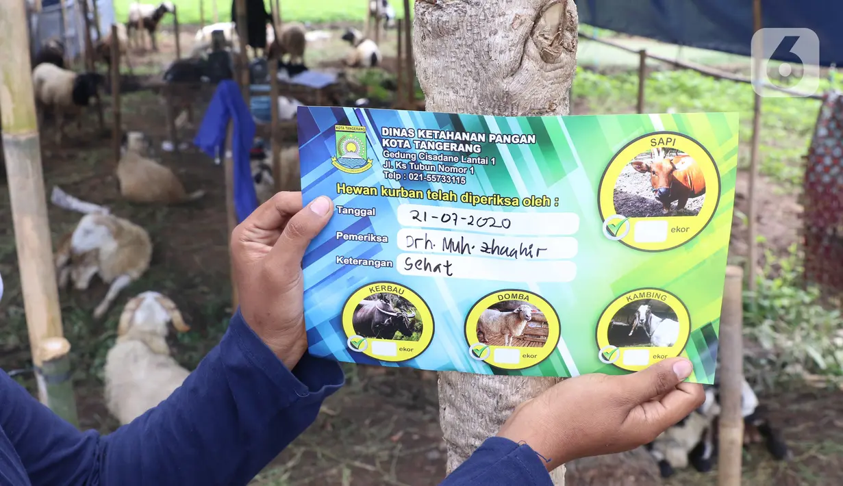 Petugas menempelkan stiker 'Telah Diperiksa Kesehatan' usai memeriksa kesehatan hewan kurban di Kawasan Suka Asih, Kota Tangerang, Selasa (21/7/2020). Pemeriksaan guna memastikan kondisi kesehatan hewan yang dijual untuk keperluan kurban Hari Raya Idul Adha mendatang. (Liputan6.com/Angga Yuniar)