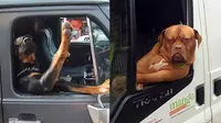 Ekspresi anjing saat diajak jalan-jalan naik mobil (Sumber: Boredpanda)