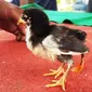 Anak ayam berkaki 3 gegerkan warga Jembrana, Bali