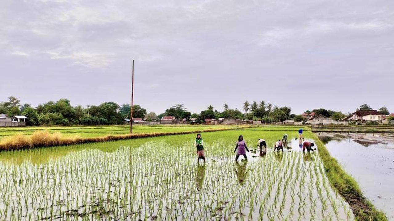 NTB Siapkan 2.695 Ton Benih Padi untuk Masa Tanam 2026, Surplus Bakal Disalurkan ke Daerah Lain