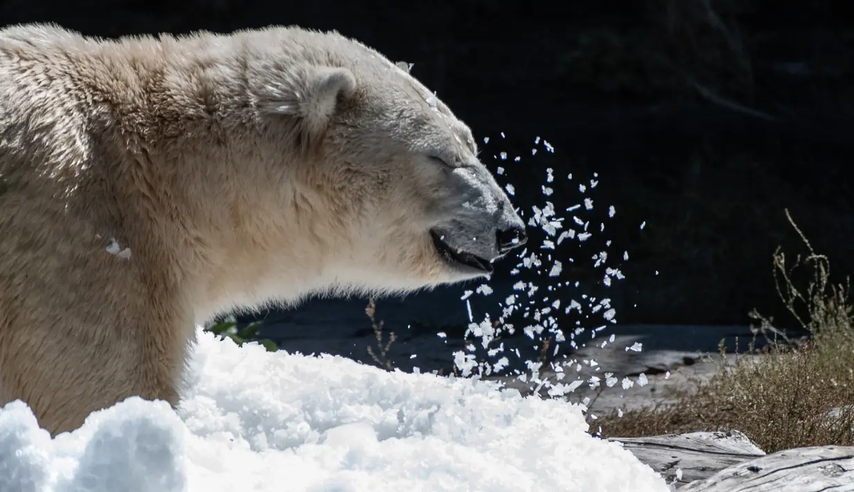 Beruang kutub Tonja mandi es yang disiapkan penjaga kandang Kebun Binatang Tierpark saat gelombang panas melanda Eropa, Berlin, Jerman, Selasa (7/8). (Paul Zinken/dpa/AFP)