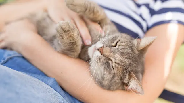 Bukan Tanda Mengantuk, Ini 4 Alasan Kucing Mendengkur