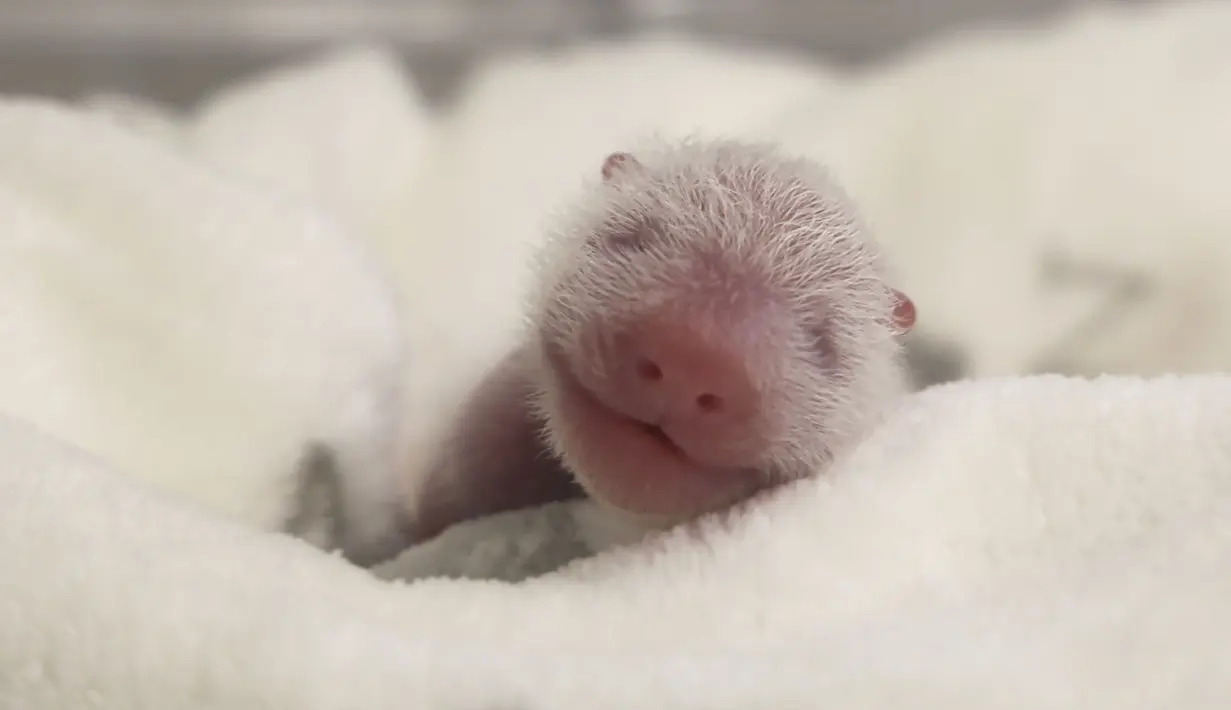 Foto yang dirilis Zoo Berlin pada Selasa, 27 Agustus ini memperlihatkan seekor panda yang baru lahir di Kebun Binatang Berlin. (© 2024 Zoo Berlin via AP)