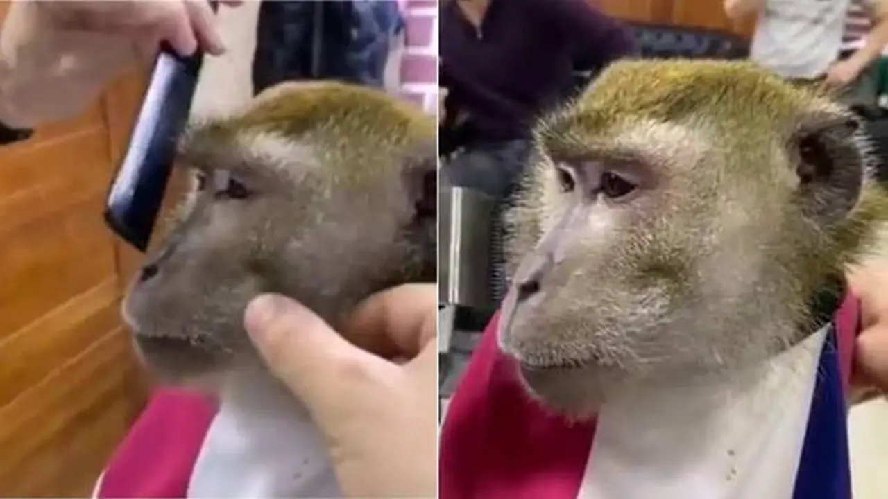 Kocak, Aksi Nyeleneh Monyet Potong Jenggot di Tukang Cukur Ini Bikin Heran
