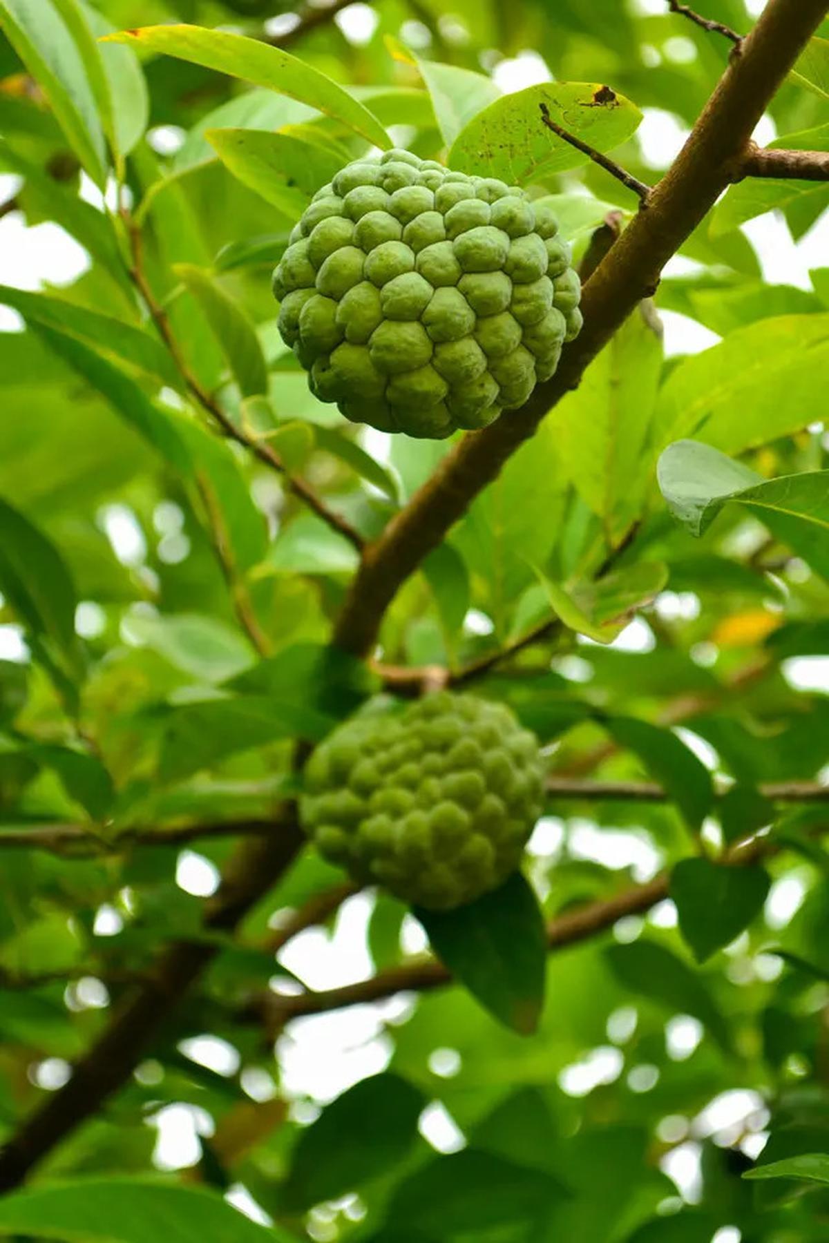 Pahami 10 Manfaat Luar Biasa Mengonsumsi Buah Srikaya Bagi Kesehatan