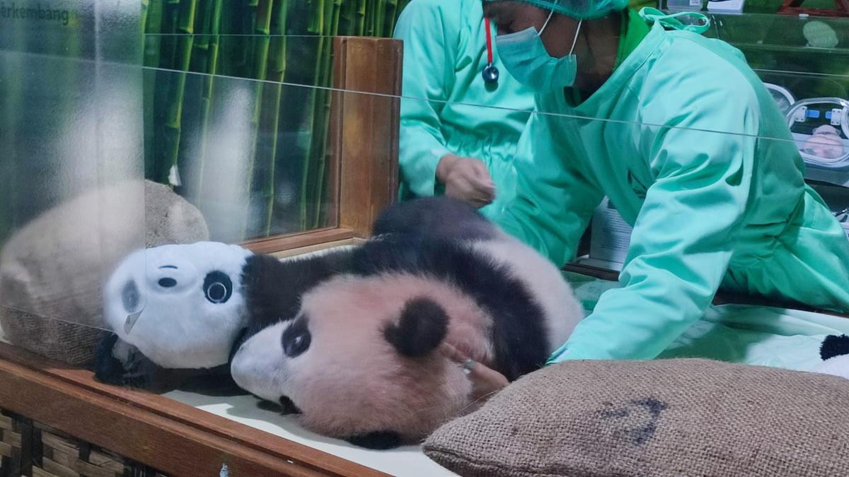 Bayi Panda Satrio Wiratama Siap Dikenalkan ke Publik Mulai 30 Mei 2026