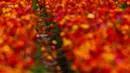 Pengunjung  berpose di antara bunga giant recolote ranunculus yang mekar di The Flower Field, Carlsbad Ranch, California, Kamis (21/3/2019). Memiliki luas sebesar 50 hektare, taman bunga ini dibuka setiap tahunnya pada musim semi. (REUTERS/Mike Blake)