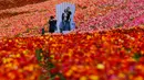 Pengunjung  berpose di antara bunga giant recolote ranunculus yang mekar di The Flower Field, Carlsbad Ranch, California, Kamis (21/3/2019). Memiliki luas sebesar 50 hektare, taman bunga ini dibuka setiap tahunnya pada musim semi. (REUTERS/Mike Blake)