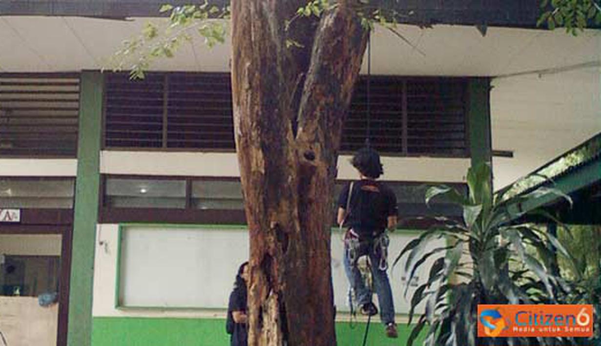 Citizen6, Jakarta: anggota UKM caterva selalu berlatih memanjat dengan sarana pohon angsana yang berada didepan ruangan UKM Caterva (Pengirim: kelompok 23)