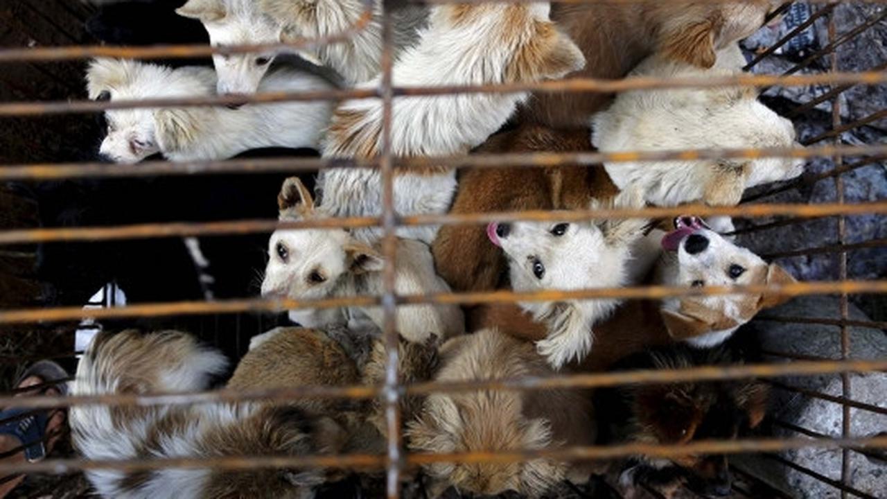 Sadis, ribuan anjing & kucing dibantai untuk dikonsumsi di China