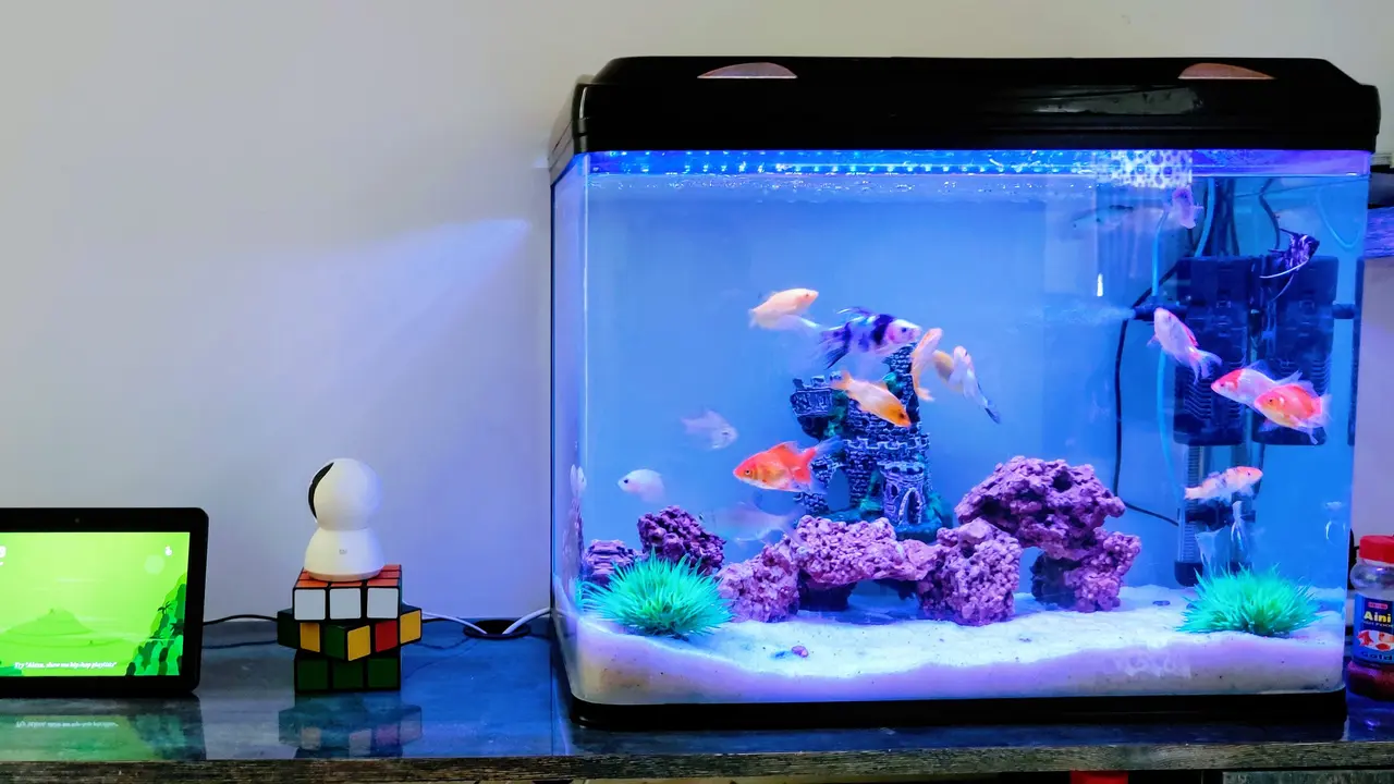 Ilustrasi Aquarium