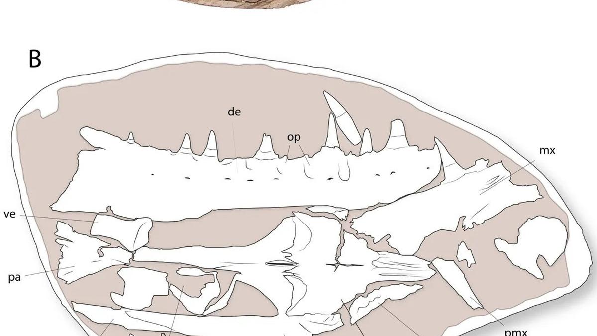 Makhluk Laut Raksasa Era Dinosaurus Ditemukan, Ukurannya Setara dengan Paus Orca