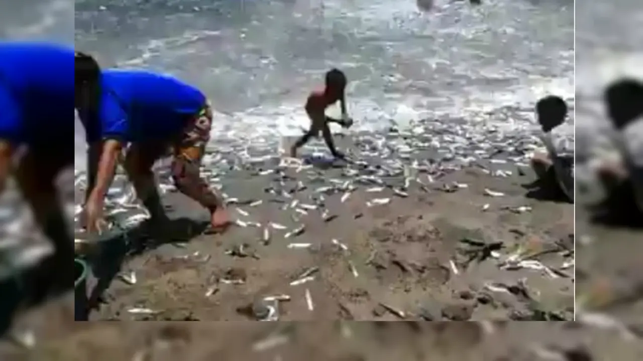 Beredar Video Banjir Ikan di Pantai Banyuwangi