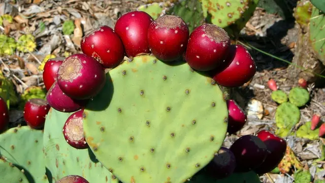 Kaktus Nopales