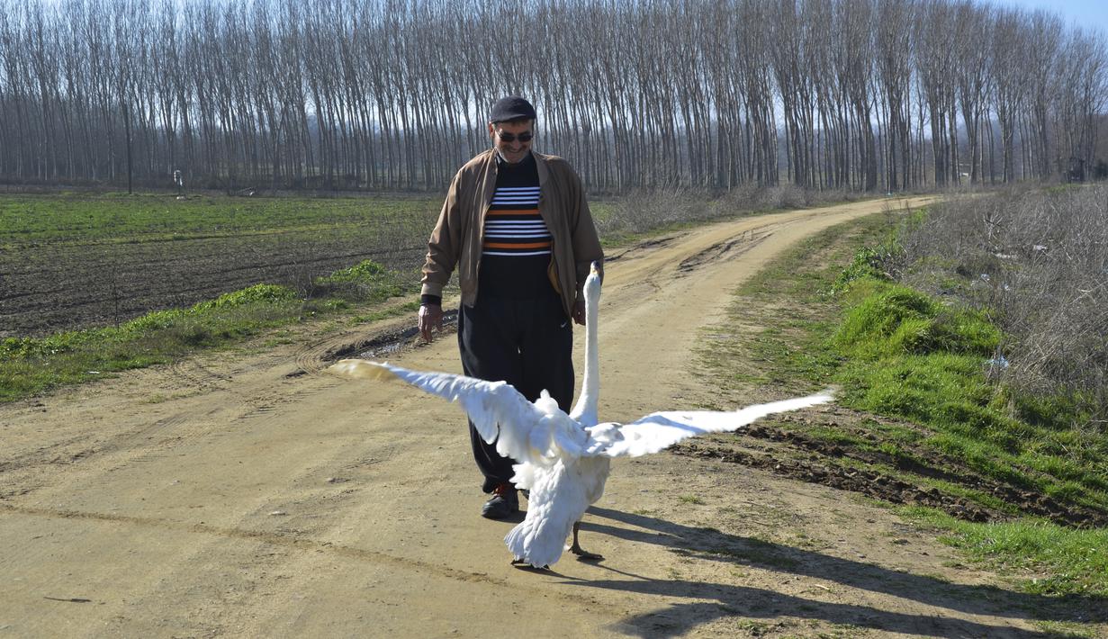 Recep Mirzan (63) berjalan-jalan dengan Garip, seekor angsa betina di pinggiran Karaagac, di provinsi Edirne, bagian barat Turki, 6 Februari 2021. Angsa tersebut menghabiskan sebagian besar waktunya di luar kandang dan tidak pernah mencoba melarikan diri dari peternakan Mirzan. (AP Photo/Ergin Yildi