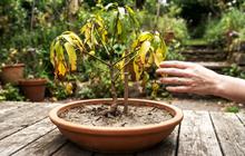 7 Kesalahan Memilih Ukuran Pot yang Bisa Membuat Tanaman Buah Sulit Berkembang