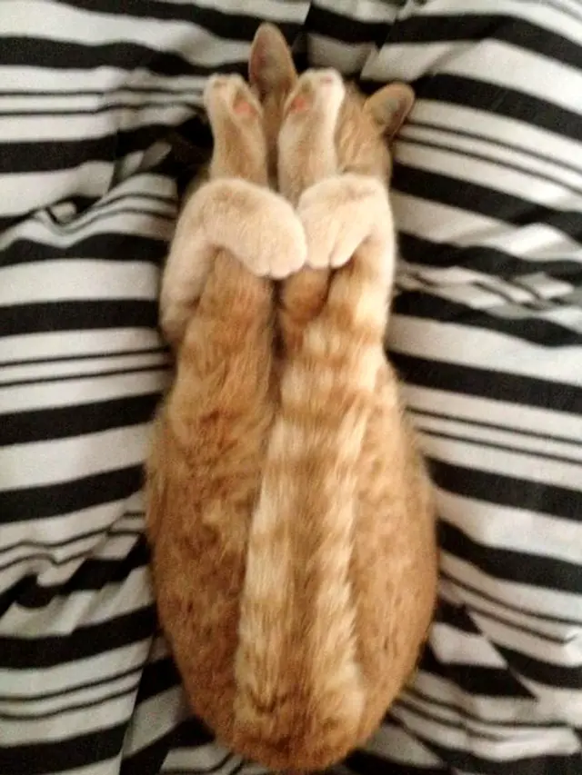 kucing tidur