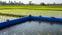 Jenis Ikan untuk Kolam Terpal Dekat Sawah Tadah Hujan, Miliki Kemampuan Adaptasi Tinggi