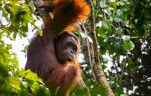 Fakta Orang Utan yang Unik dan Menarik, Si Lengan Panjang yang Suka Membuat Sarang