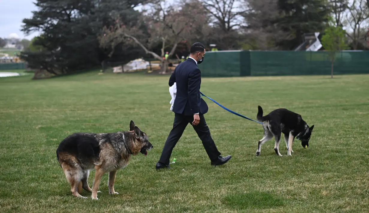 Anjing Presiden Joe Biden, Champ (kiri) dan Major terlihat di South Lawn Gedung Putih di Washington, Rabu (31/3/2021). Major kembali menggigit seseorang di Gedung Putih, hanya beberapa hari setelah kembali dari pelatihan di Delaware menyusul insiden serupa awal bulan ini. (Mandel Ngan/Pool via AP)
