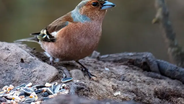 Burung Cordon Bleu Finch