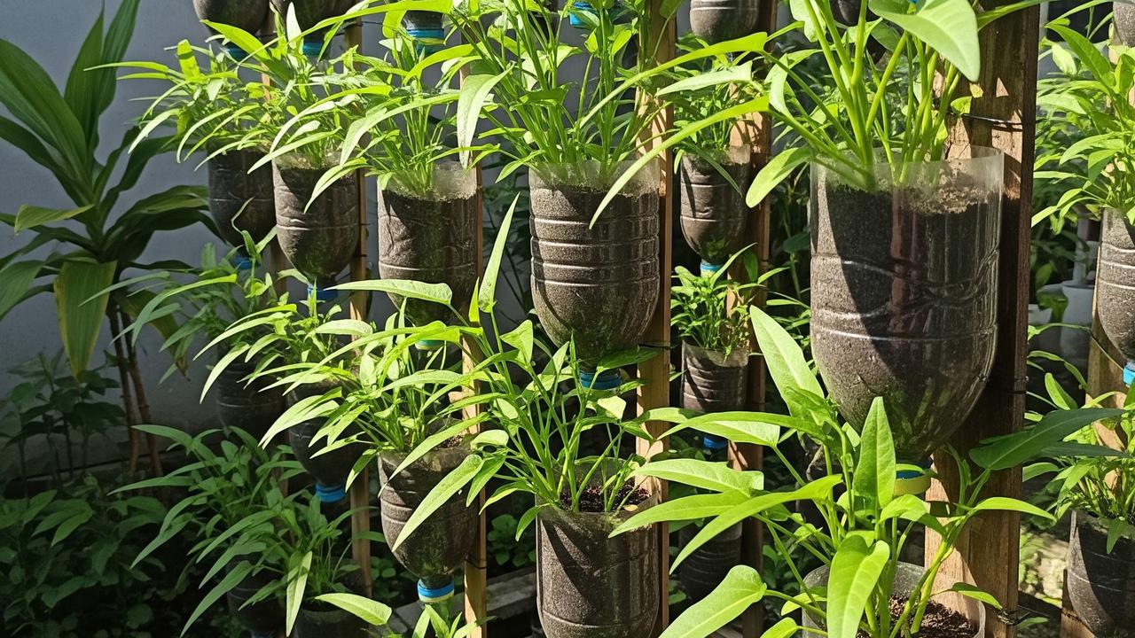 Desain Kebun Kangkung Vertikal