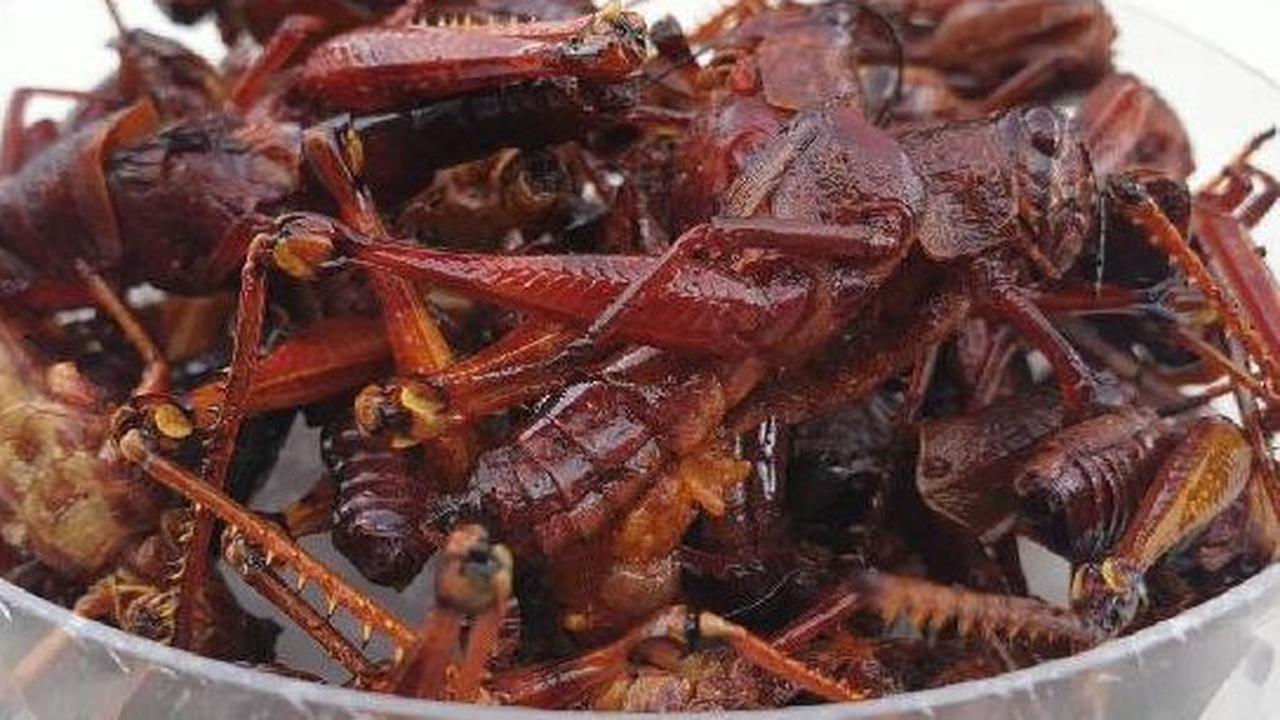 Daftar Makanan Ekstrem Berbahan Serangga di Indonesia, Berani Coba?