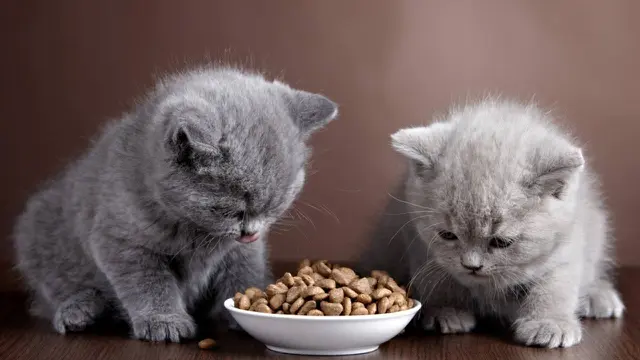 Pawrents Wajib Tahu! Ini Snack Kucing Kaya Nutrisi yang Disukai Banyak Anabul
