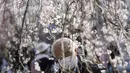 Seorang pria mengenakan masker melihat bunga sakura musiman di Taman Ueno, Tokyo, Jepang pada 24 Maret 2022. Taman Ueno merupakan salah satu tempat menikmati mekar Bunga Sakura paling populer di Tokyo. (AP Photo/Eugene Hoshiko)