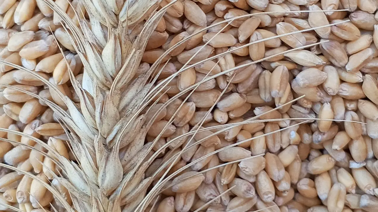 Mengenal Farro, Si Gandum Kuno Kaya Nutrisi yang Dikonsumsi Penganut Diet Slow Aging
