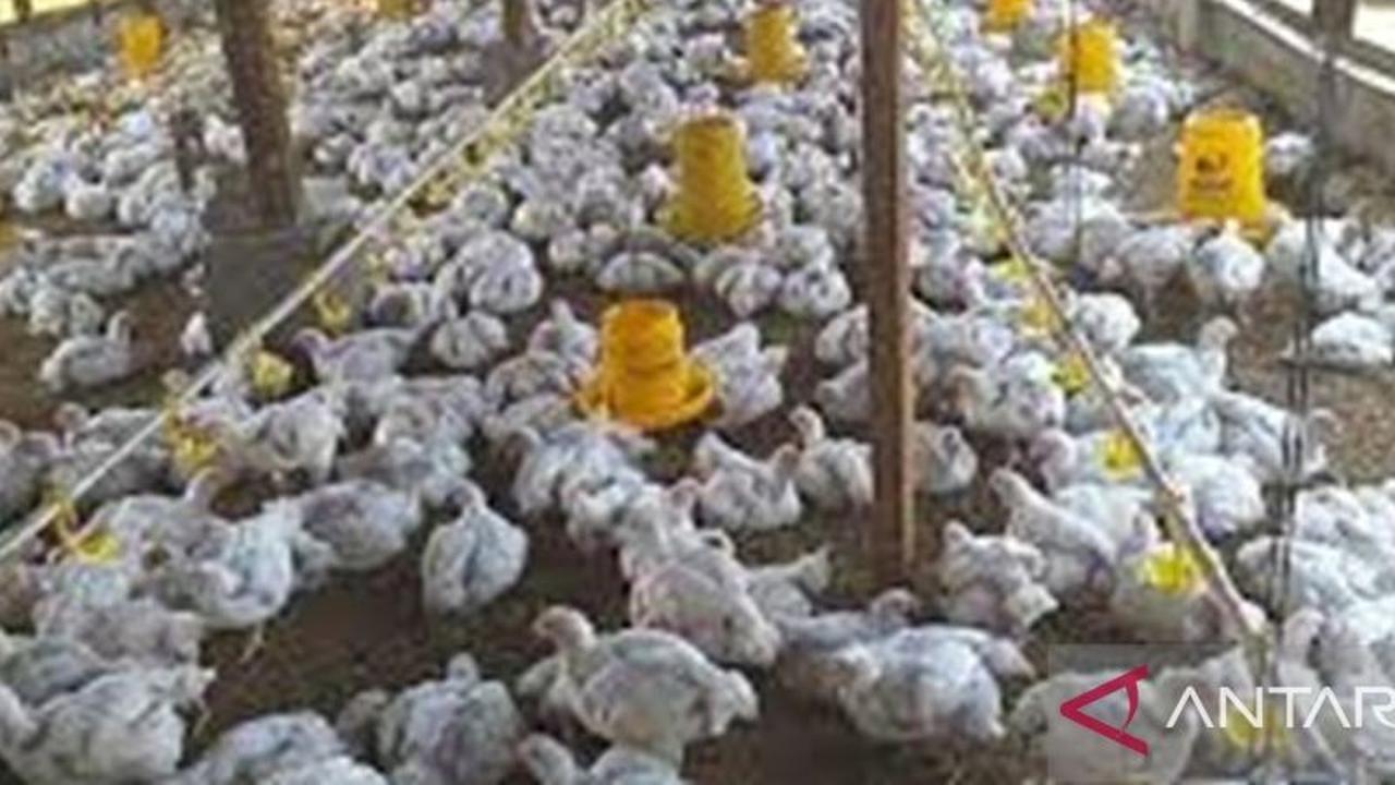 Ketersediaan Hewan Ternak Kalbar Jelang Lebaran Dipastikan Aman, Kecuali Daging Sapi