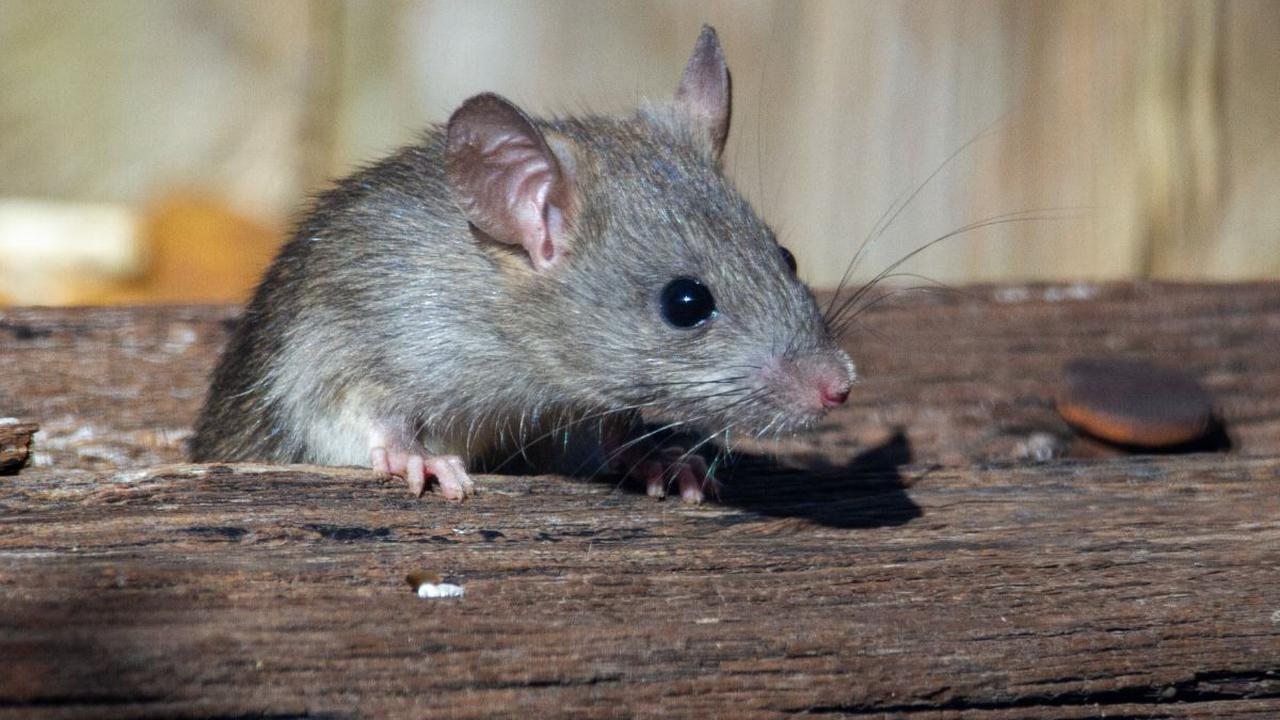 Dengan kepintaran dan kelincahannya seekor tikus tersebut akan mengambang dan bertahan sampai ada yang membuka tutup kloset tersebut.