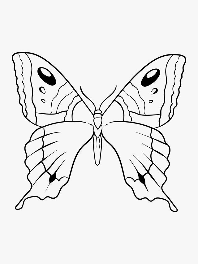 Butterfly Drawing