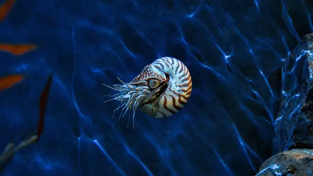 Nautilus