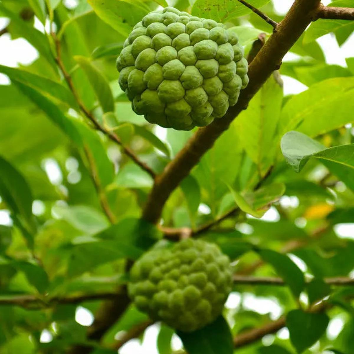 Pahami 10 Manfaat Luar Biasa Mengonsumsi Buah Srikaya Bagi Kesehatan