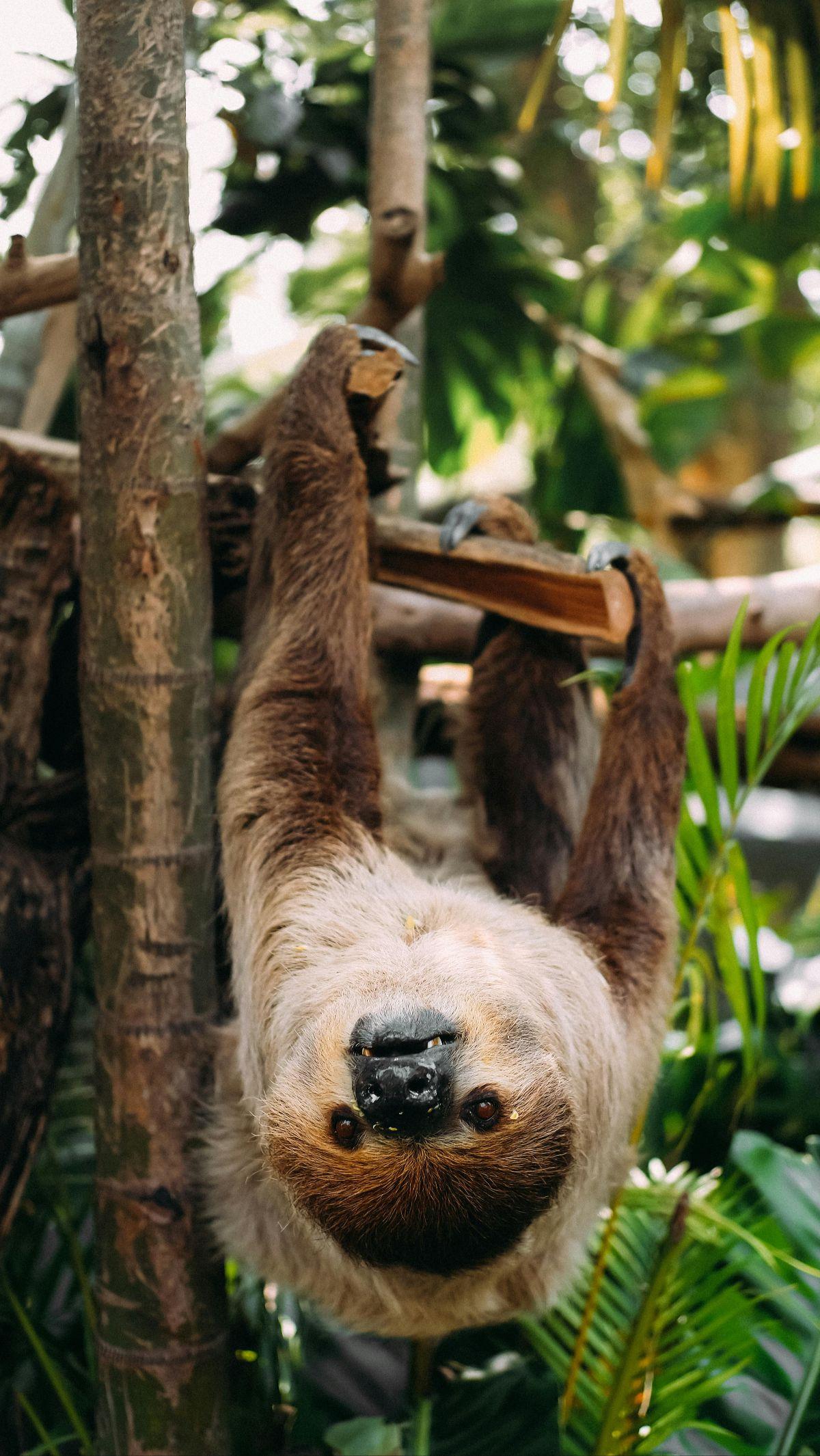 <b>Sloth Tidur Selama 10-20 Jam Sehari</b><br>