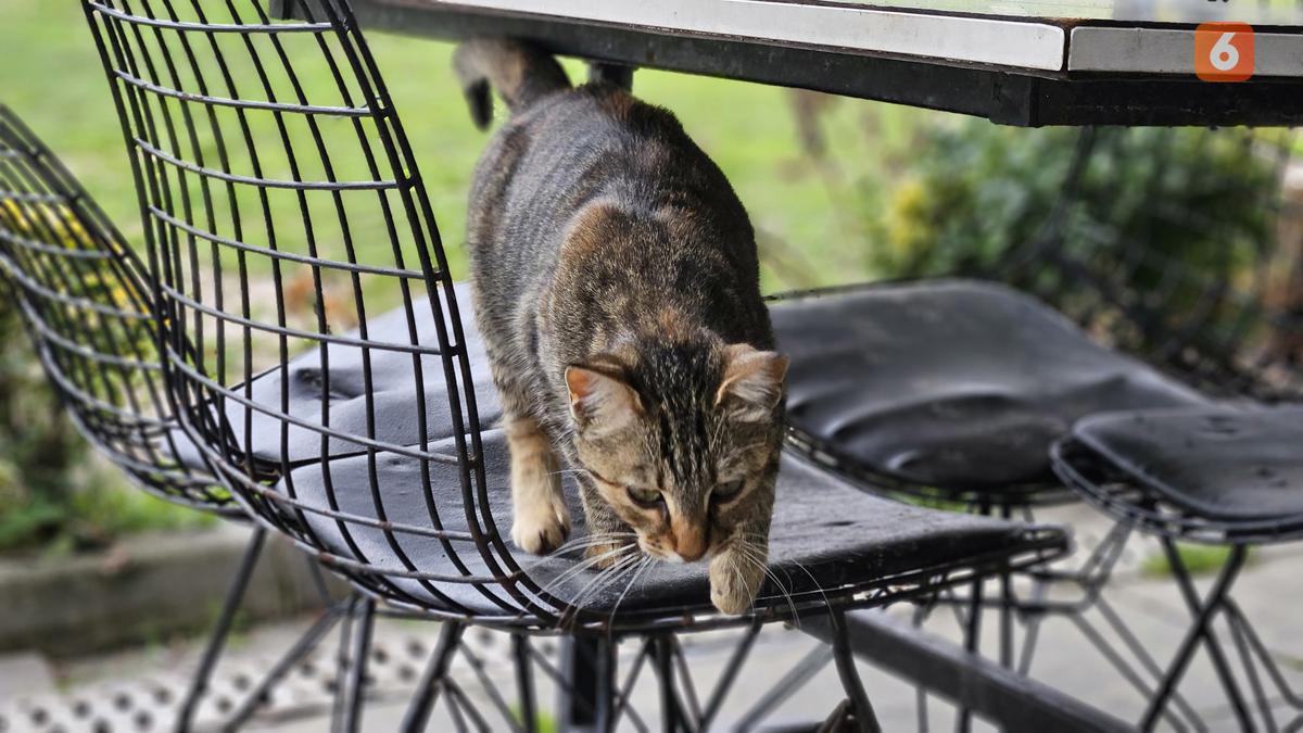 Kenali Manfaat Kumis Kucing: Herbal Alami untuk Menurunkan Kolesterol, Gula Darah, dan Penyakit Ginjal