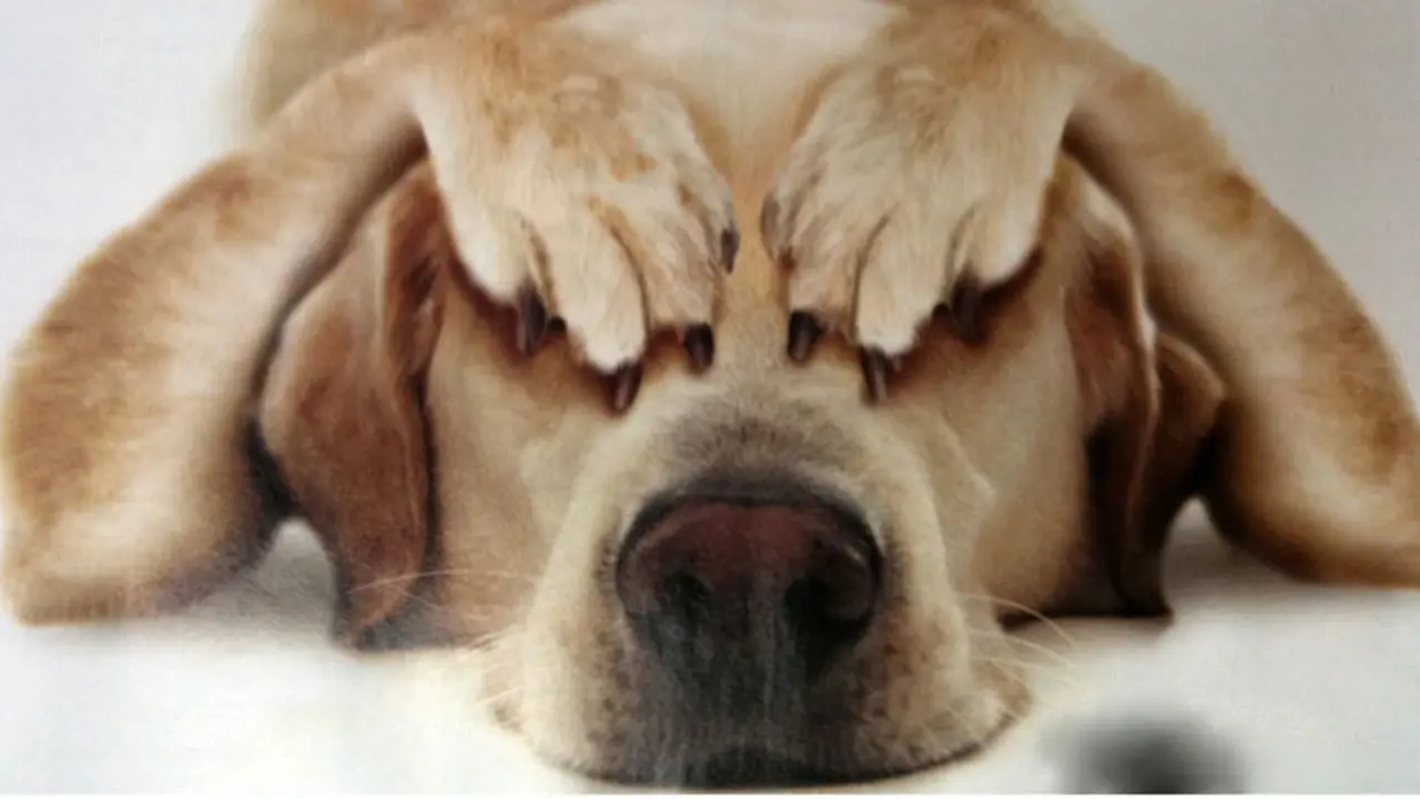 Anjing