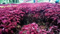 Pembuatan flower bed jenis Miana Daun Merah memerlukan waktu sekitar 4 bulan untuk dirusak sehari setelah dibuka untuk umum. (Liputan6.com/Aris Andrianto)